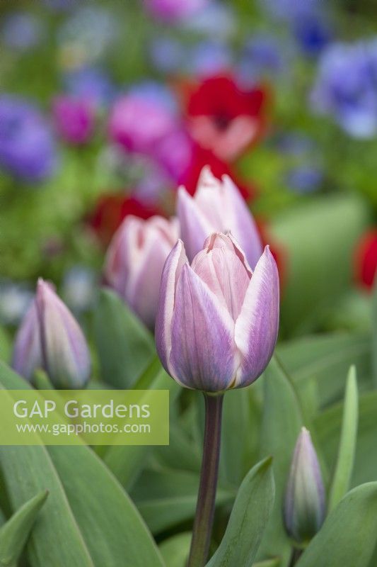 Tulipa - Tulipe 'Légère et Rêveuse'