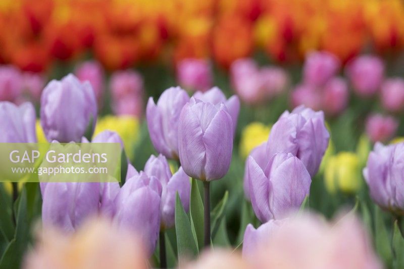 Tulipa 'Candy Prince' - Tulipe précoce unique