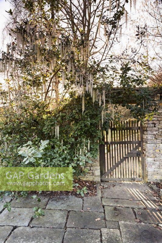 Garrya elliptica encadre une porte à Cotswold Farm Gardens en février.