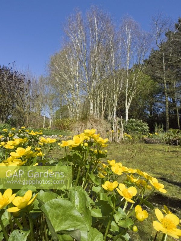 Caltha palustris - Kingcup, souci des marais avec des bouleaux argentés derrière