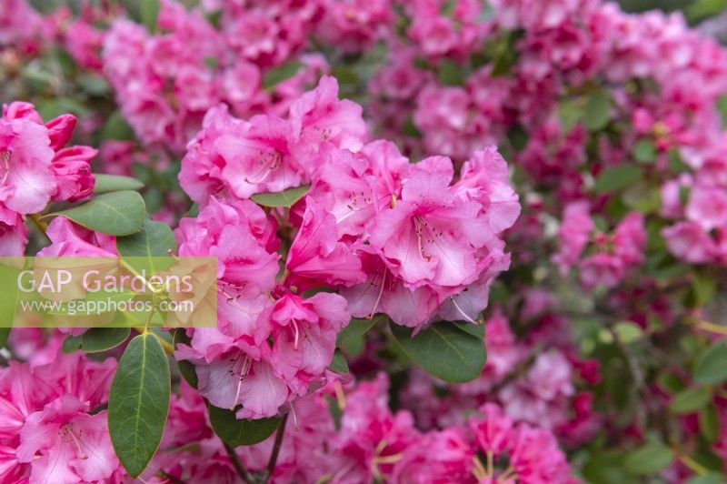 Rhododendron 'Brocart'