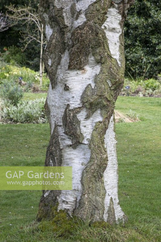 Betula pendula 'Youngii' au jardin botanique de Winterbourne - avril