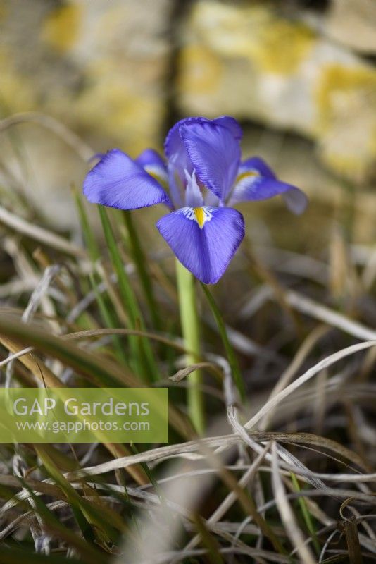 Iris unguicularis en février.