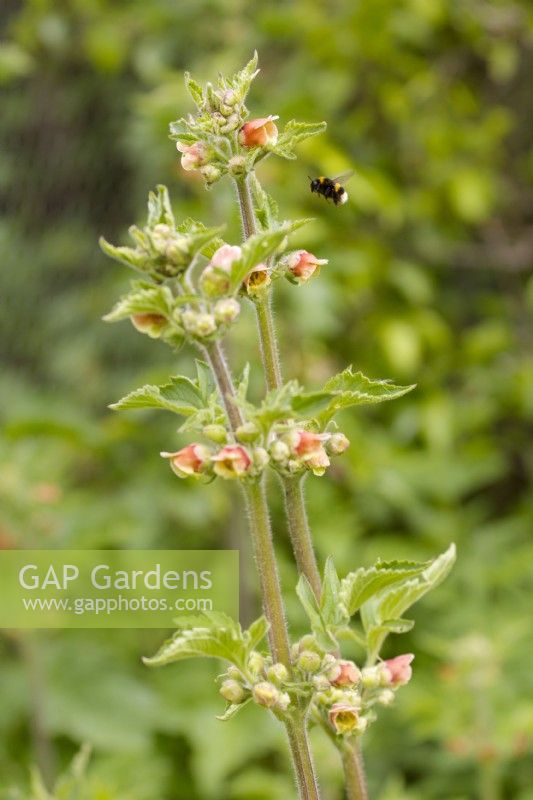 Scrophularia grandiflora, membre de la famille de la scrofulaire, avec abeille.