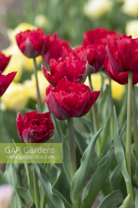 Tulipa 'Scarlet Verona' - Double tulipe précoce