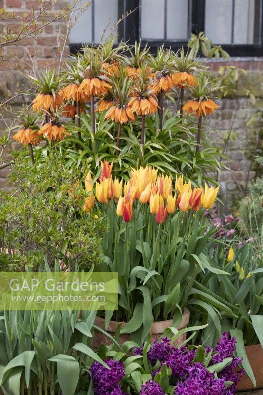Tulipe 'Vendée Globe' et Fritillaria imperialis 'Sunset' - Tulipe à fleurs de Lys et Couronne impériale