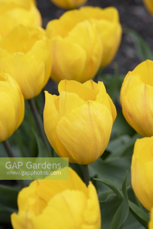 Tulipa 'Yellow Flair' - Tulipe précoce simple