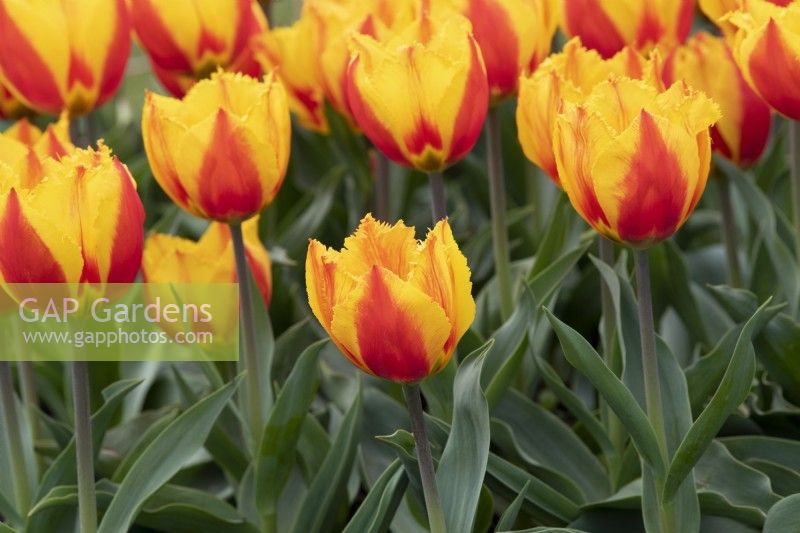 Tulipe 'Flair Fringed' - Tulipe