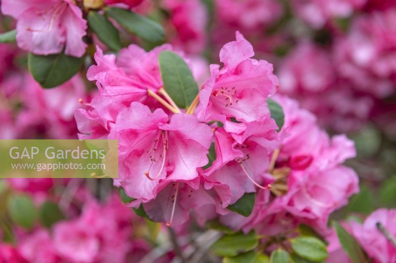 Rhododendron 'Brocart'
