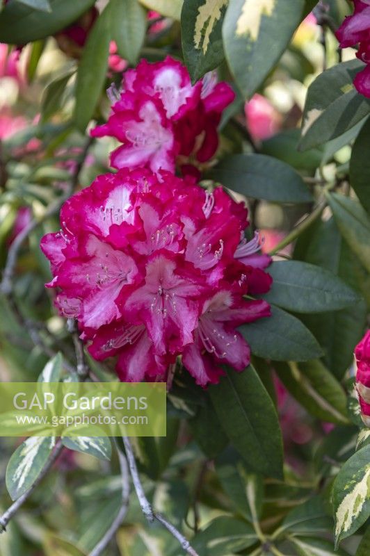 Rhododendron 'Président Roosevelt'