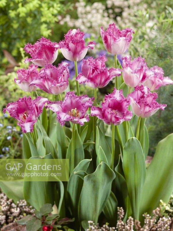 Cils Tulipa Crispa, printemps Mai