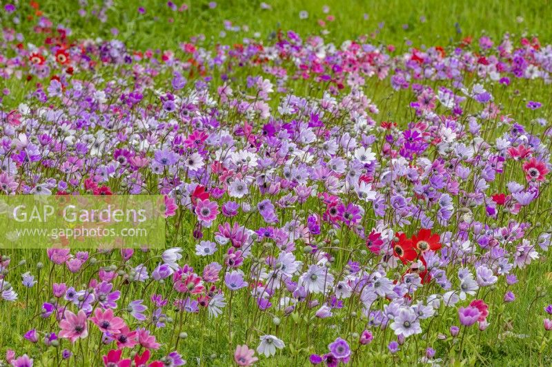 Dérives d'Anemone coronaria naturalisées Groupe de Caen floraison dans une pelouse de fleurs sauvages au printemps - avril