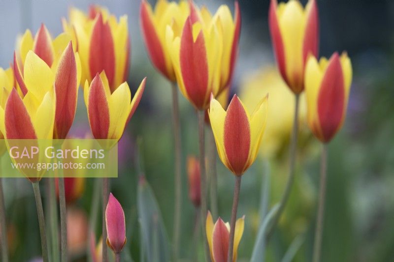 Tulipa clusiana var. chrysantha 'Le joyau de Tubergen' - Tulipe