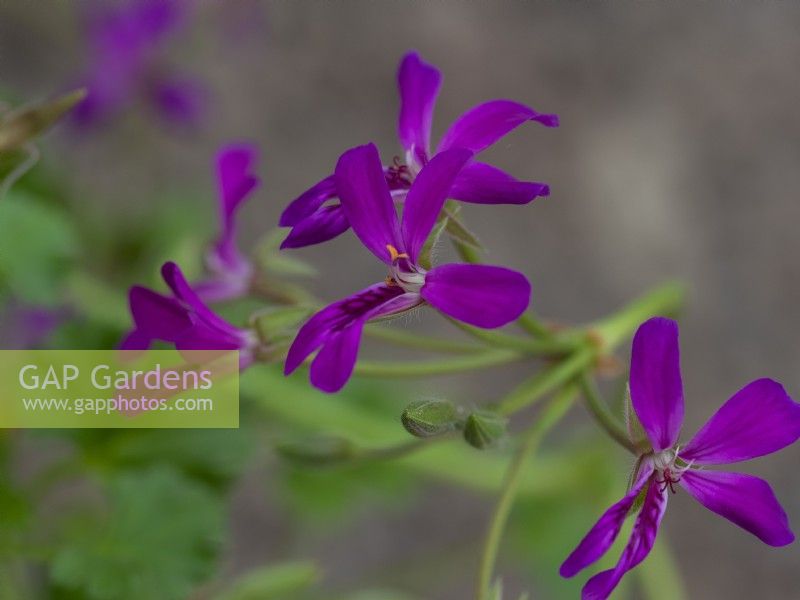 Pélargonium 'Deerwood lavendar lad'