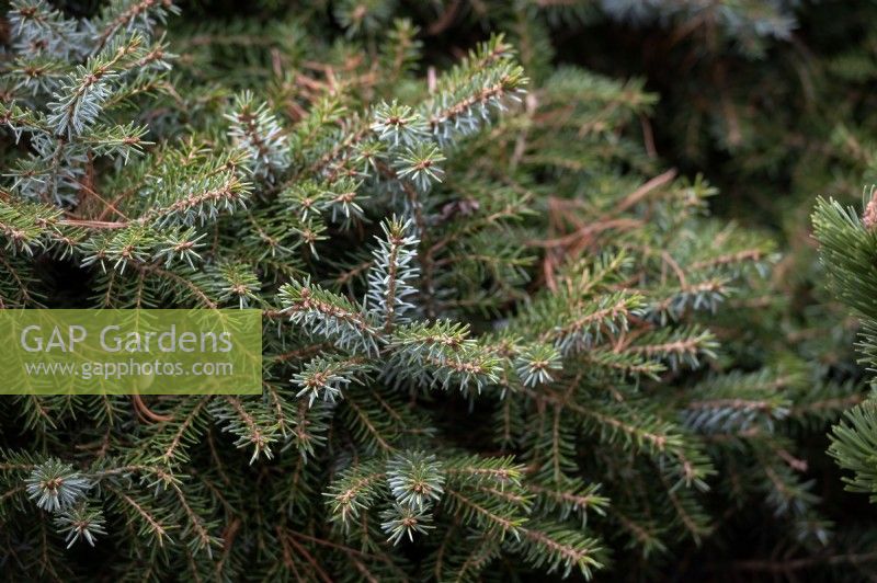 Picea omorika 'Treblitzsch' Epicéa de Pancic Epicéa de Serbie