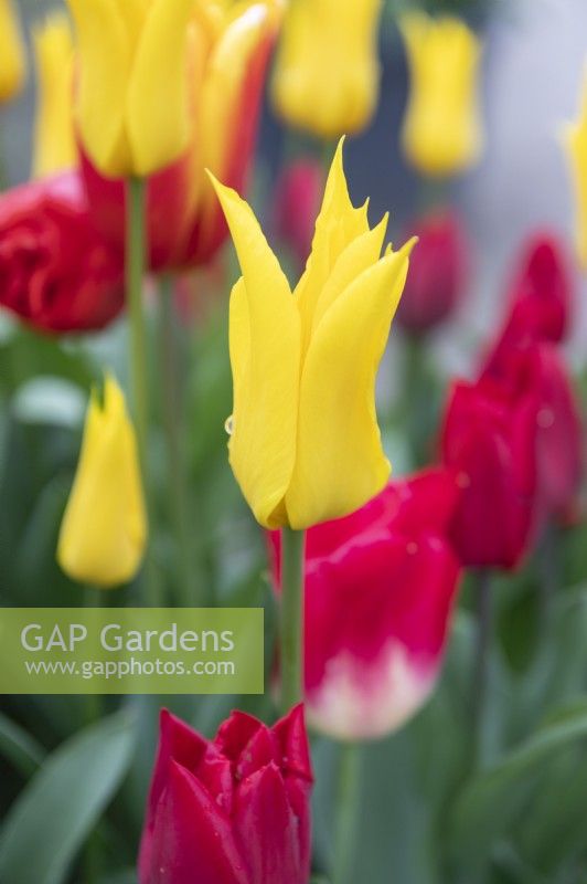 Tulipa Tulipe 'Flashback'