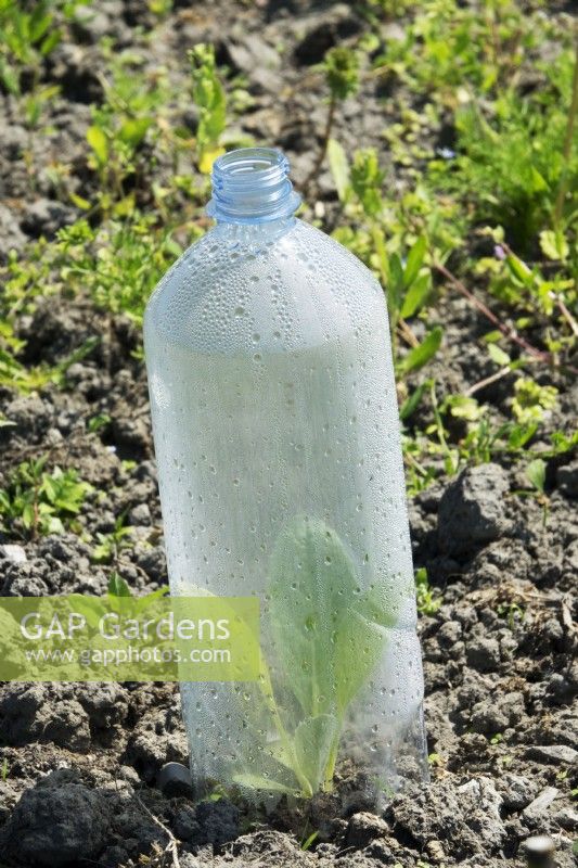 Bouteille en plastique recyclée comme petite serre pour faire pousser des plantes.