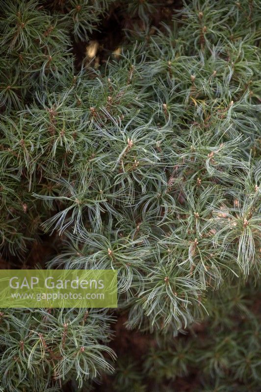 Pinus strobus 'Tiny Curls' Pin de Weymouth