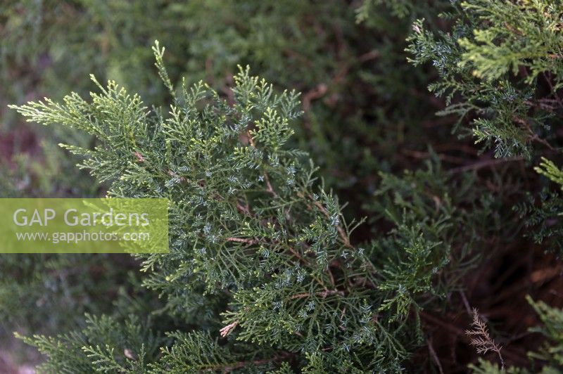 Juniperus sabina 'Tamariscifolia' genévrier savin ou savin