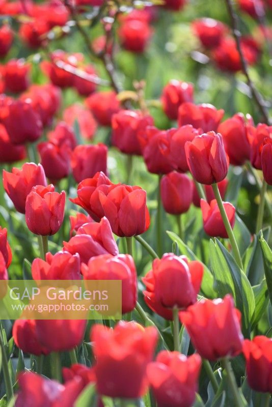 Tulipa 'Escape' en avril