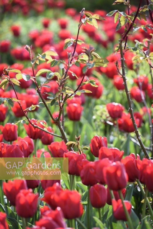 Scarlet Tulip 'Escape' autour d'une rose avec de nouvelles pousses en avril
