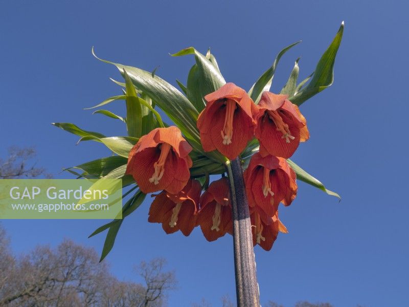 Fritillaria imperialis Couronne impériale Avril