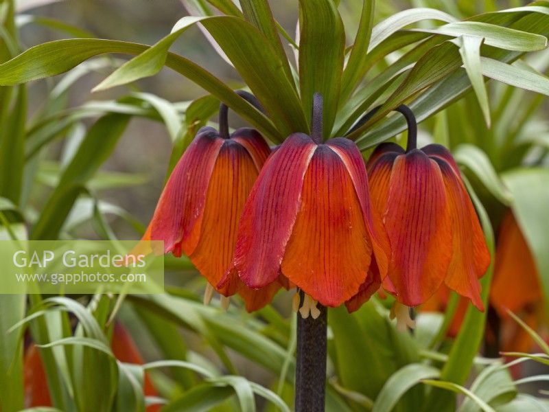 Fritillaria imperialis Couronne impériale avril