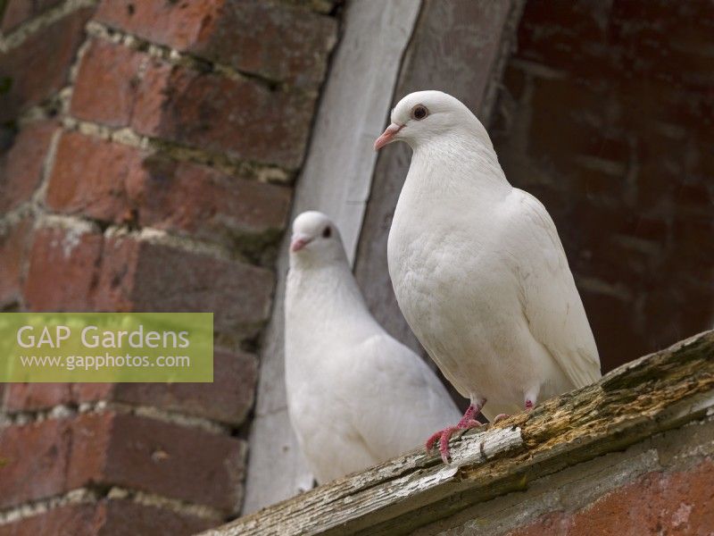 Fan-Tailed Pigeons à l'entrée d'un pigeonnier de jardin