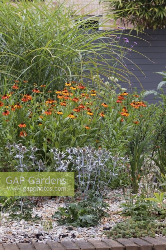 Eryngium x zabelii 'Big Blue' avec Helenium Sahin's Early Flowerer et Miscanthus sinensis - Seaholly