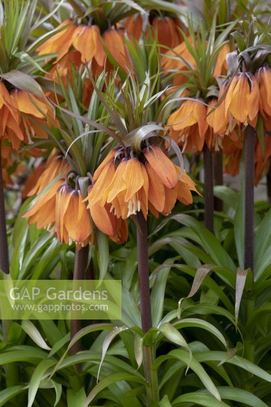 Fritillaria imperialis 'Sunset' - Couronne Impériale