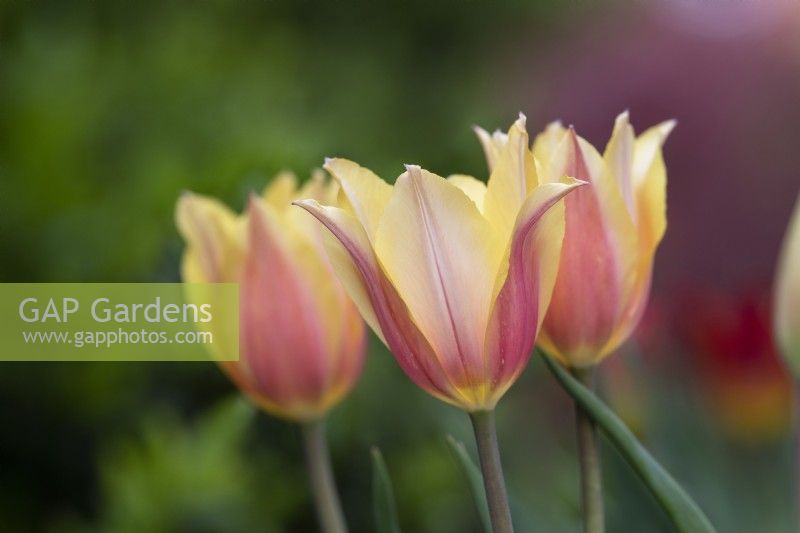 Tulipa 'Blushing Lady' - Tulipe tardive unique