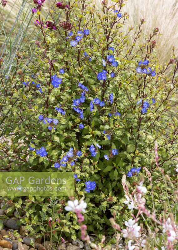 Ceratostigma willmottianum, automne septembre