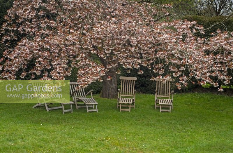Sièges en bois ci-dessous la floraison des cerisiers Prunus Fin avril