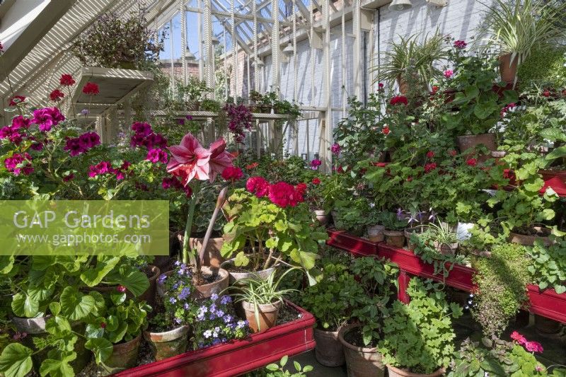 Étagères avec plantes en pot, y compris Pelargonium, Hippeastrum, plantes araignées et Fuchsias dans la véranda des jardins clos Queen Elizabeth à Dumfries House, Ayrshire, Écosse