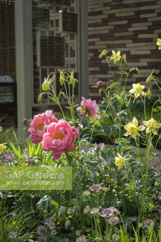 Parterre coloré avec Aquilegia jaune, Paeonia 'Coral Sunset' et Astrantia - The Stitcher's Garden, RHS Chelsea Flower Show 2022