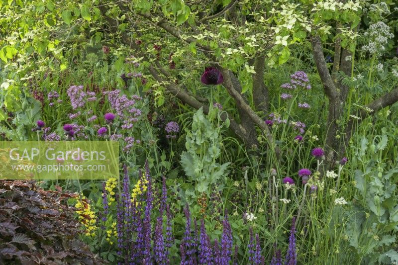 Le Place2Be Securing Tomorrow Garden, avec des plantations boisées telles que Baptisia x variicolor 'Twilite', Cirsium rivulare 'Atropurpureum' et Salvia