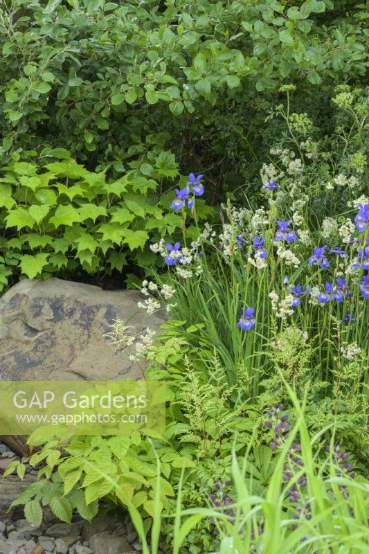 Plantation bleue et blanche d'iris The Place2Be Securing Tomorrow Garden