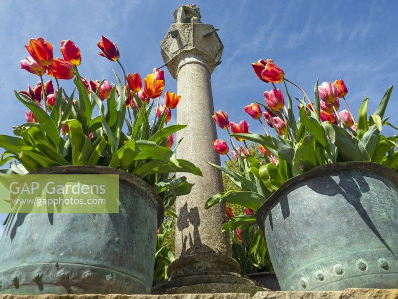 Le cadran solaire écossais et des pots en métal avec des tulipes mixtes Old Vicarage Gardens East Ruston Norfolk
