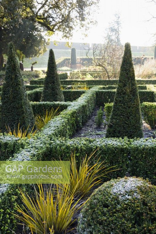Le jardin est du Bishop's Palace Garden à Wells un matin de janvier, avec des haies à feuilles persistantes d'Euonymus japonicus 'Green Spire', d'ifs taillés et de Libertia peregrinans.