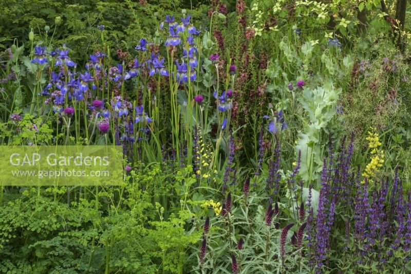 Le Place2Be Securing Tomorrow Garden, avec des plantations boisées telles que Iris sibirica, Baptisia x variicolor 'Twilite', Papaver somniferum, Cirsium rivulare 'Atropurpureum' et Salvia