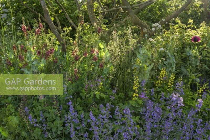 Le Place2Be Securing Tomorrow Garden, avec des plantations boisées telles que Baptisia x variicolor 'Twilite', Cirsium rivulare 'Atropurpureum', Verbascum 'Clementine' et Salvia