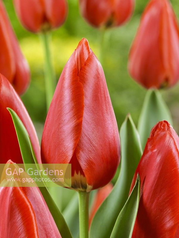 Tulipa continue de sourire, printemps mai