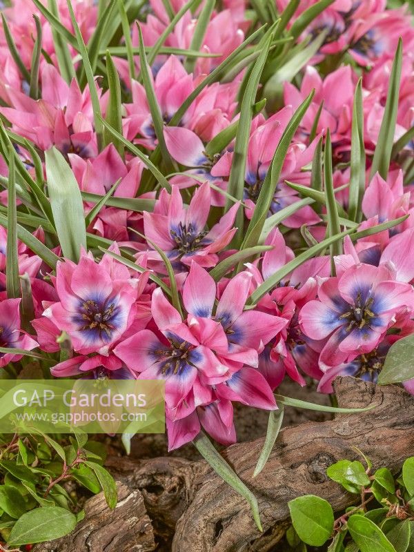 Tulipa Roze Meerbloemig, printemps avril