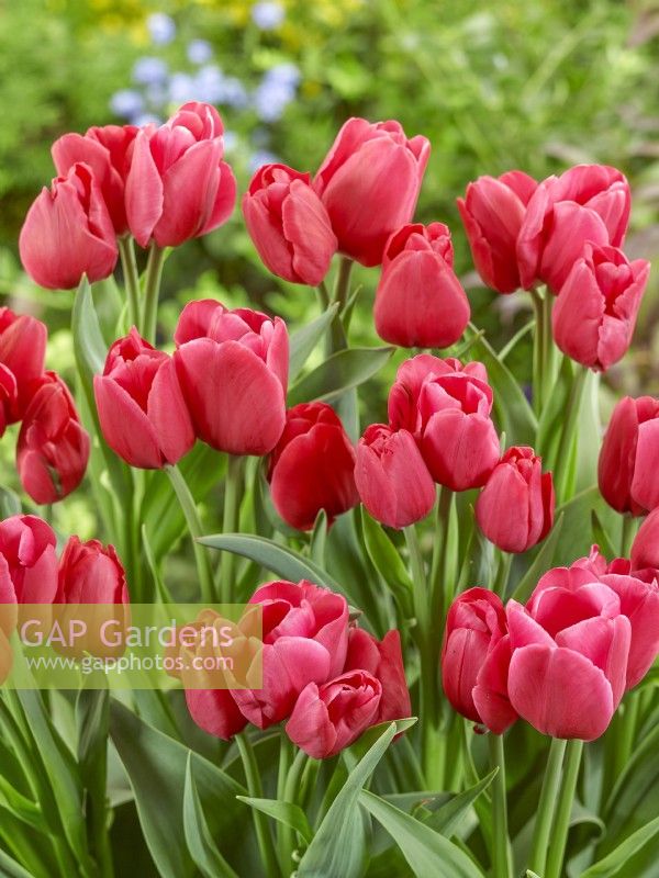 Tulipa Triumph Steve Carlin, printemps mai
