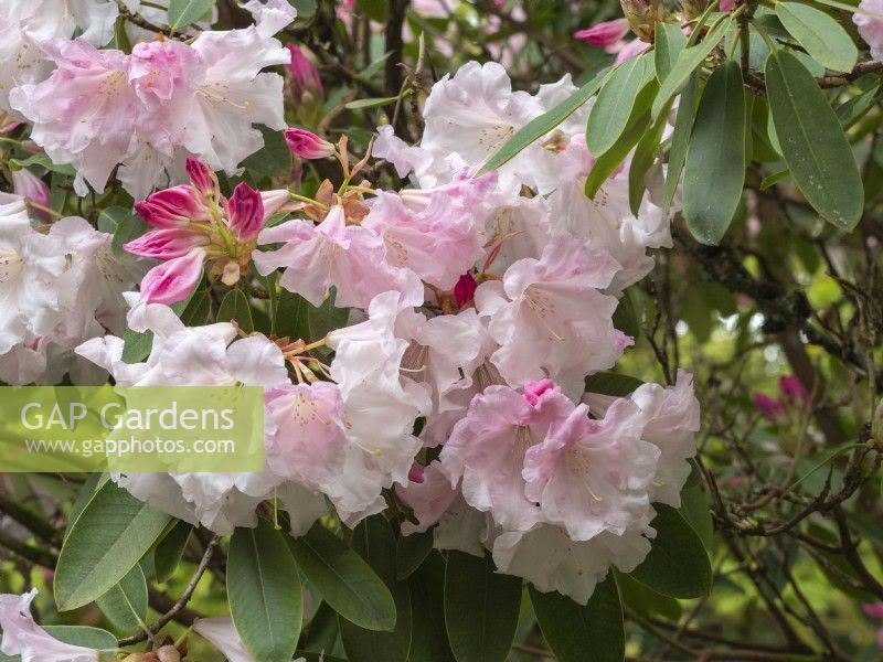 Rhododendron Loderi Gamechick