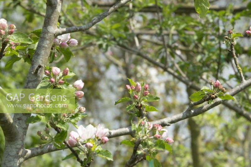 Malus domestica Schone van Boskoop