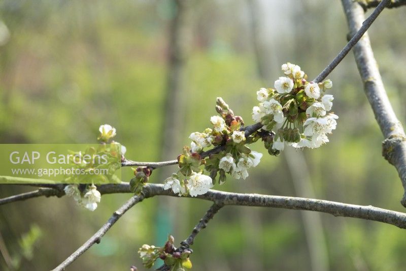 Fleur de Prunus Kordia