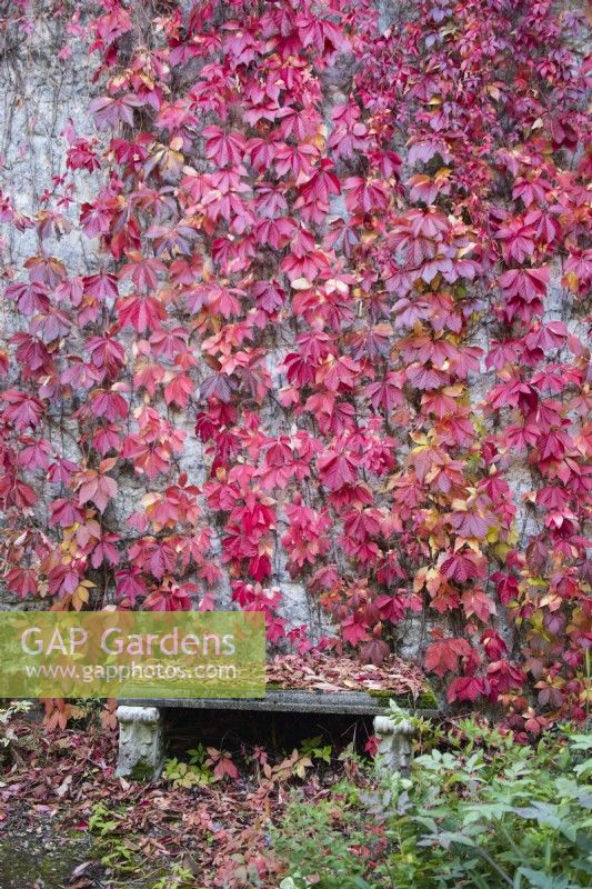 Parthenocissus quinquefolia, également appelé vigne vierge avec des feuilles rouges qui poussent sur le mur du chalet avec siège. Septembre. Automne.