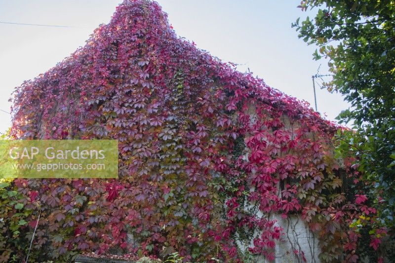 Parthenocissus quinquefolia, également appelé vigne vierge avec des feuilles rouges qui poussent sur le mur du chalet. Septembre. Automne.