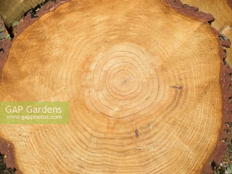 Pinus radiata - Pin de Monterey - Journal récemment abattu